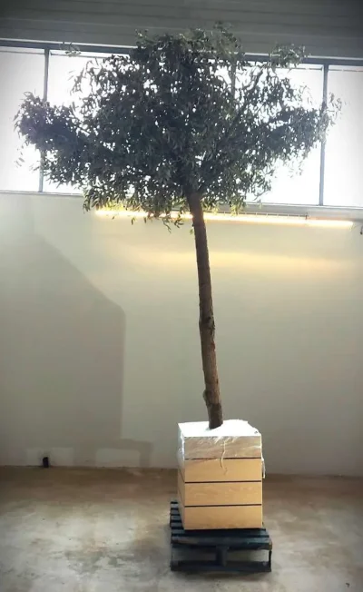 Künstlicher Olivenbaum 3,40m Dekobaum Dekoration